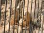  Babouins (zoo de la citadelle)